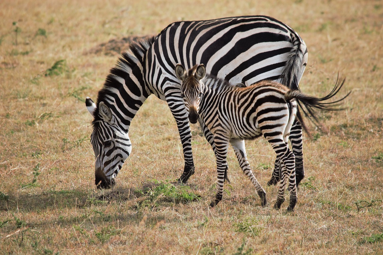 How to Be a Responsible Tourist in Kenya’s Nairobi